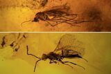 Detailed Fossil Fly And Wasp In Baltic Amber #87126-1